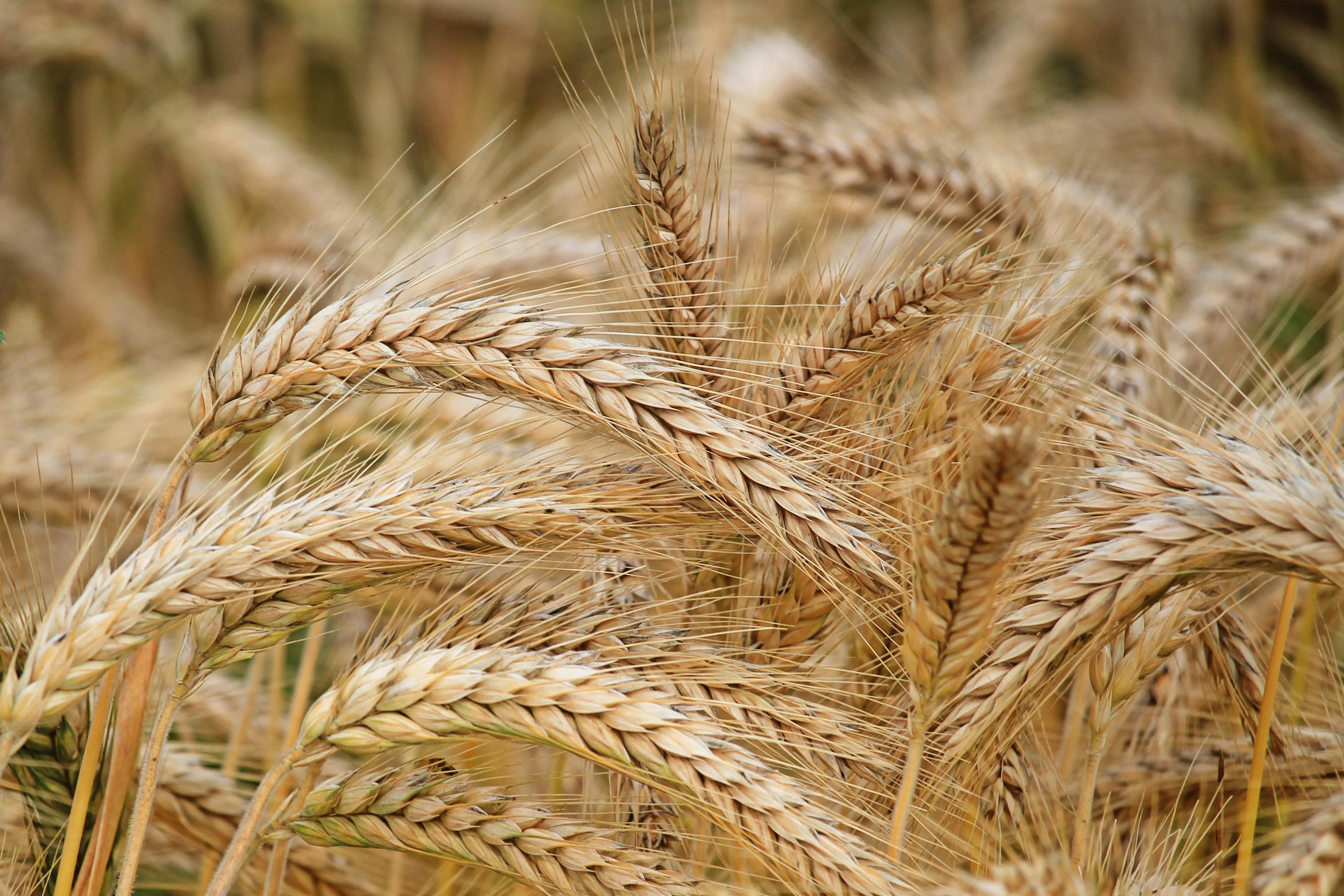 Agricultural Overproduction